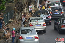 马路惊魂，以身拦车，悲剧如何发生